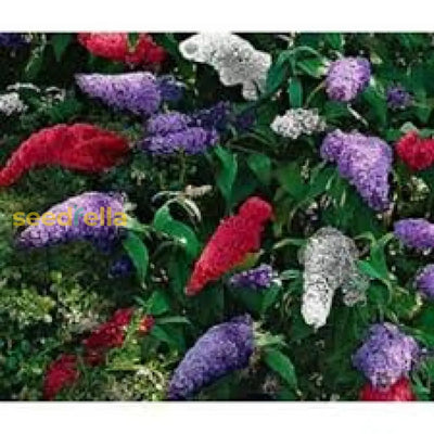 100 Pcs