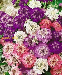 Mix Candytuft Flower Seeds For Planting - Colorful Annual Blooms Vibrant Gardens