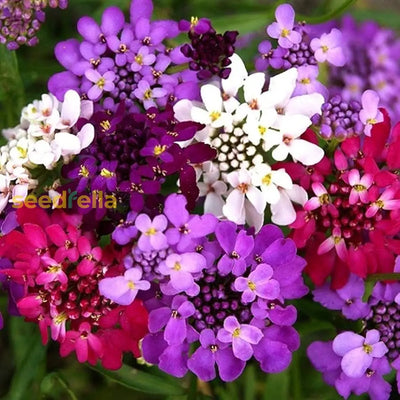 100 Pcs