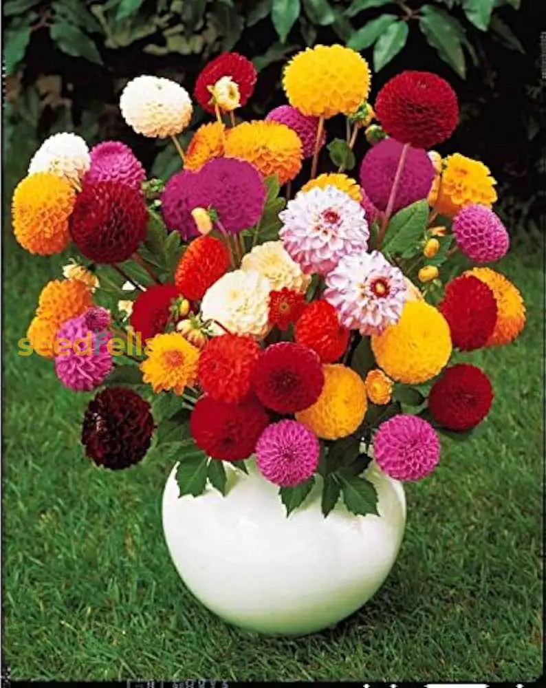 Mix Dahlia Pompon Seeds For Planting  Colorful Flower Garden Blooms Easy To Grow In Spring