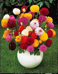 Mix Dahlia Pompon Seeds For Planting  Colorful Flower Garden Blooms Easy To Grow In Spring