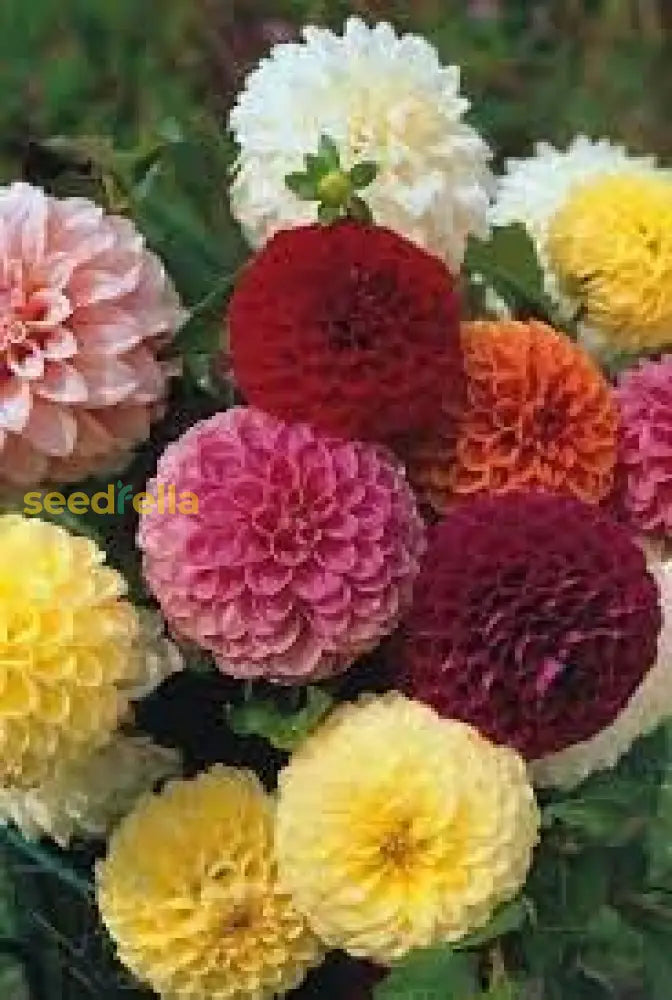 Mix Dahlia Pompon Seeds For Planting  Colorful Flower Garden Blooms Easy To Grow In Spring
