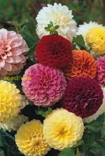 100 Pcs