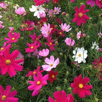 Mix Quercifolia Flower Seeds