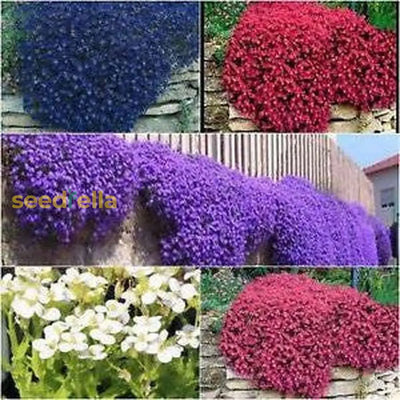 100 Pcs