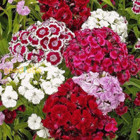 Mixed Barbatus Flower Seeds For Vibrant Planting