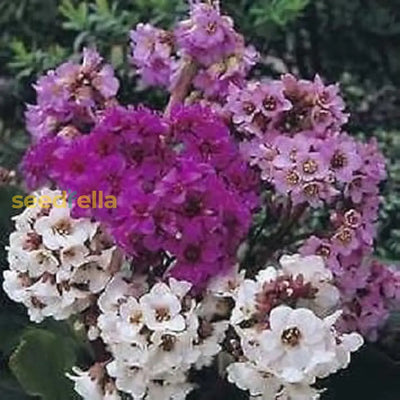 100 Pcs