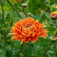 Mixed Chrysanthemum Flower Seeds