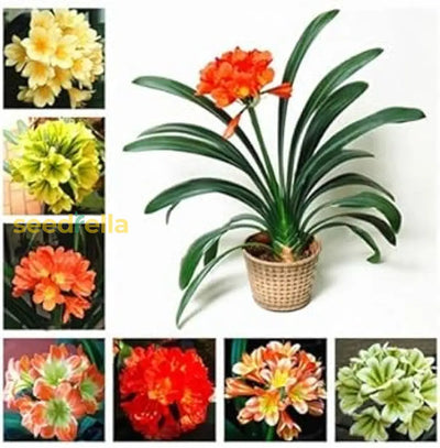 100 Pcs