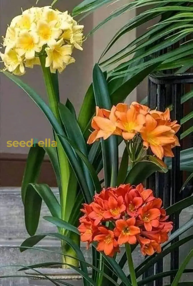 Mixed Clivia Flower Seeds For Planting - Vibrant Perennial Blooms