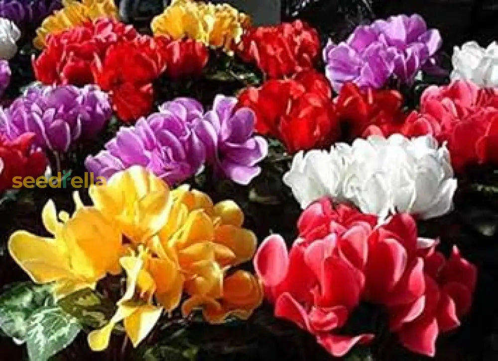 Mixed Color Cyclamen Seeds For Planting  Vibrant Flower Your Garden