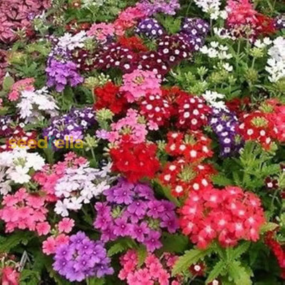 100 Pcs