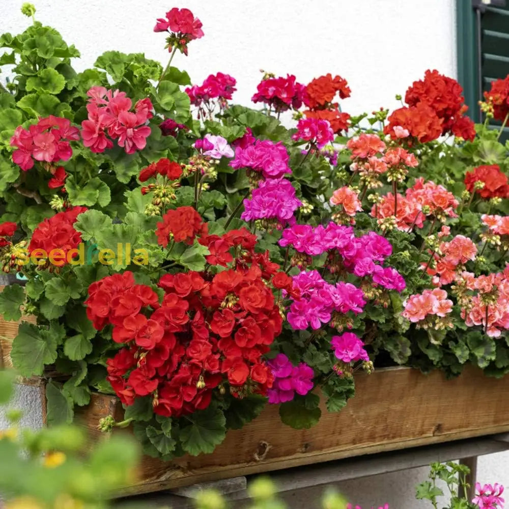 Mixed Colour Geranium Pelargonium Seeds For Planting Flower