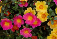 Mixed Helianthemum Mutabile Flower Planting Seeds  Bright & Colorful Annuals For Your Garden