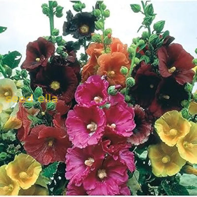 100 Pcs