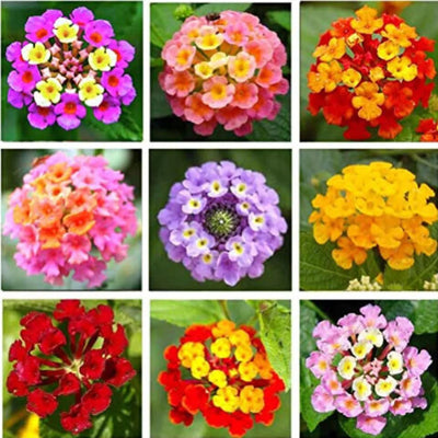 100 Pcs
