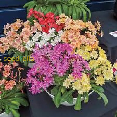 100 Pcs