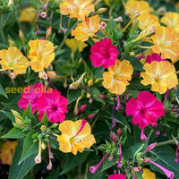 Mixed Mirabilis Jalapa Flower Seeds For Planting  Fragrant Annual Blooms Your Garden.