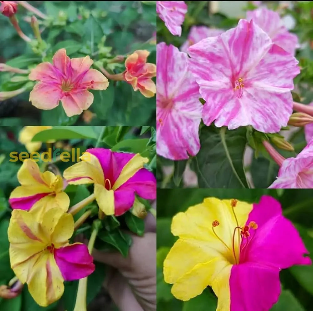 Mixed Mirabilis Jalapa Flower Seeds For Planting  Fragrant Annual Blooms Your Garden.