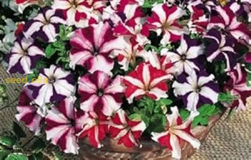 Mixed Pelleted Petunia Seeds For Planting Flower