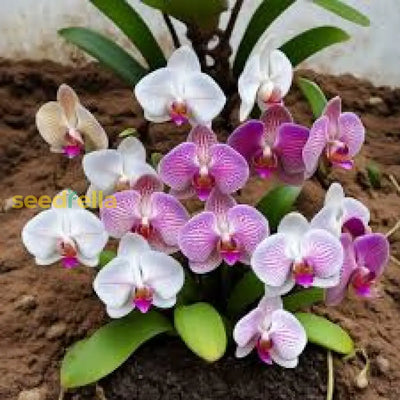 100 Pcs
