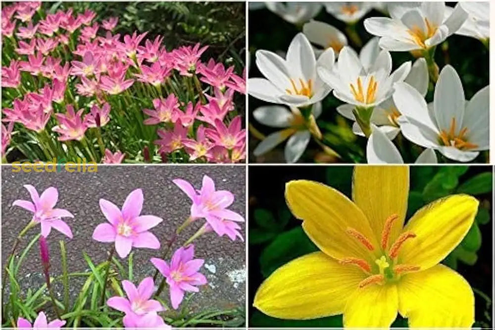 Mixed Rain Lily Seeds For Planting Flower