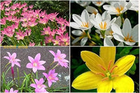 Mixed Rain Lily Seeds For Planting Flower