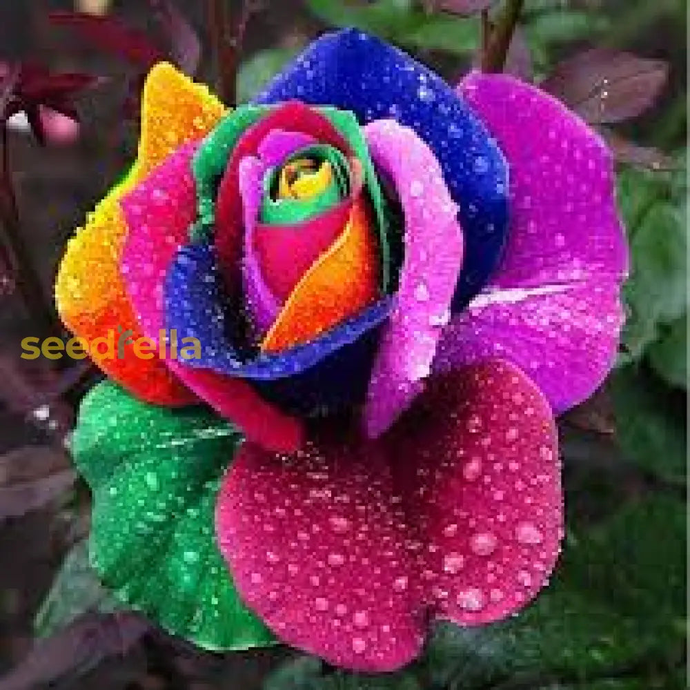 Mixed Rose Rare Bonsai Rainbow Flower Seeds For Planting  Vibrant Colorful Your Garden