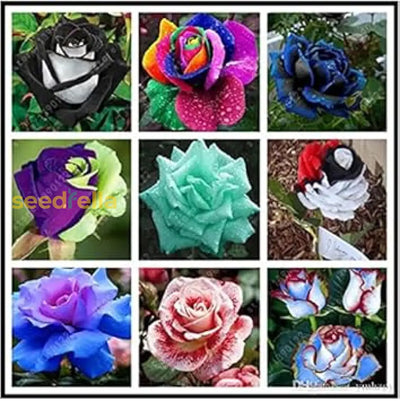 100 Pcs