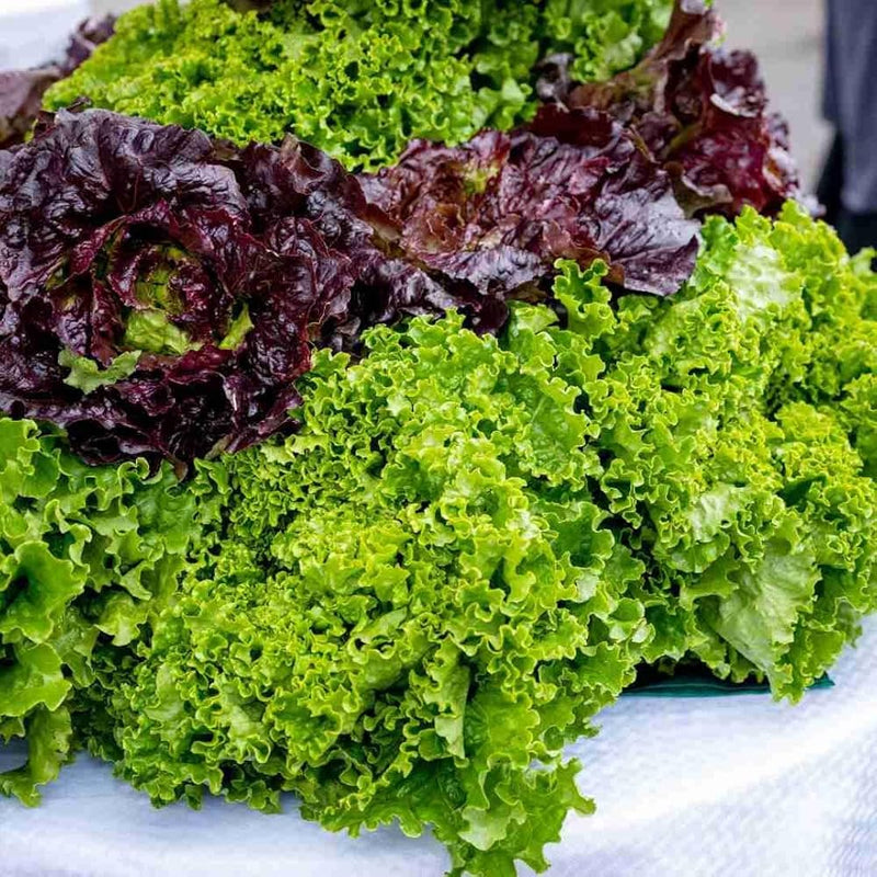 Mixed Salad Greens seeds for home gardens