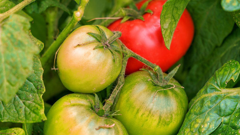 Mixed Tomato seeds for home garden planting