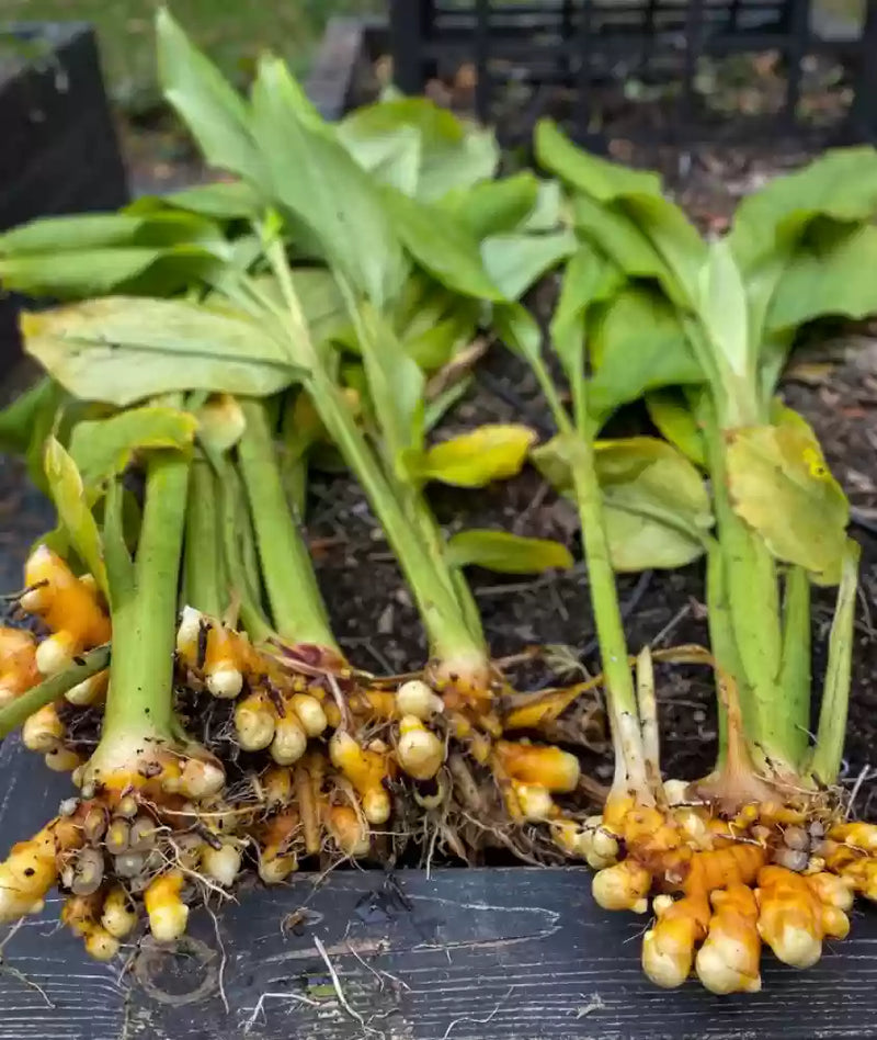 Mixed Turmeric seeds for home and container gardens
