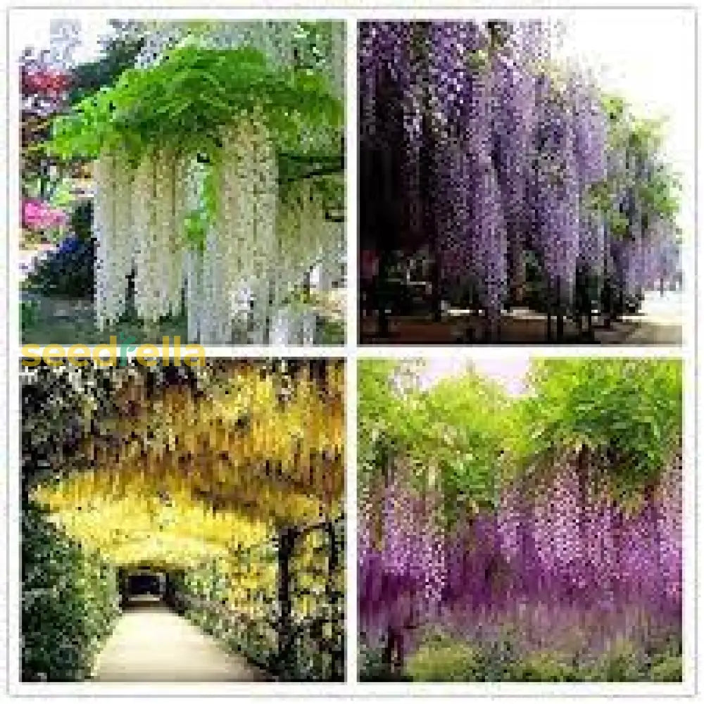 Mixed Wisteria Flower Seeds For Planting | Beautiful Cascading Blooms Your Garden