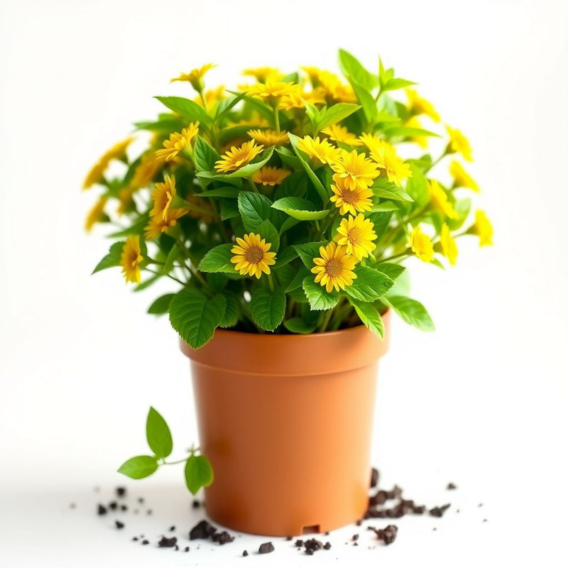 Yellow Spilanthes Acmella Flower seeds for Planting Low Maintenance Heirloom & GMO Free Seeds for Home Garden 
 
 Sale