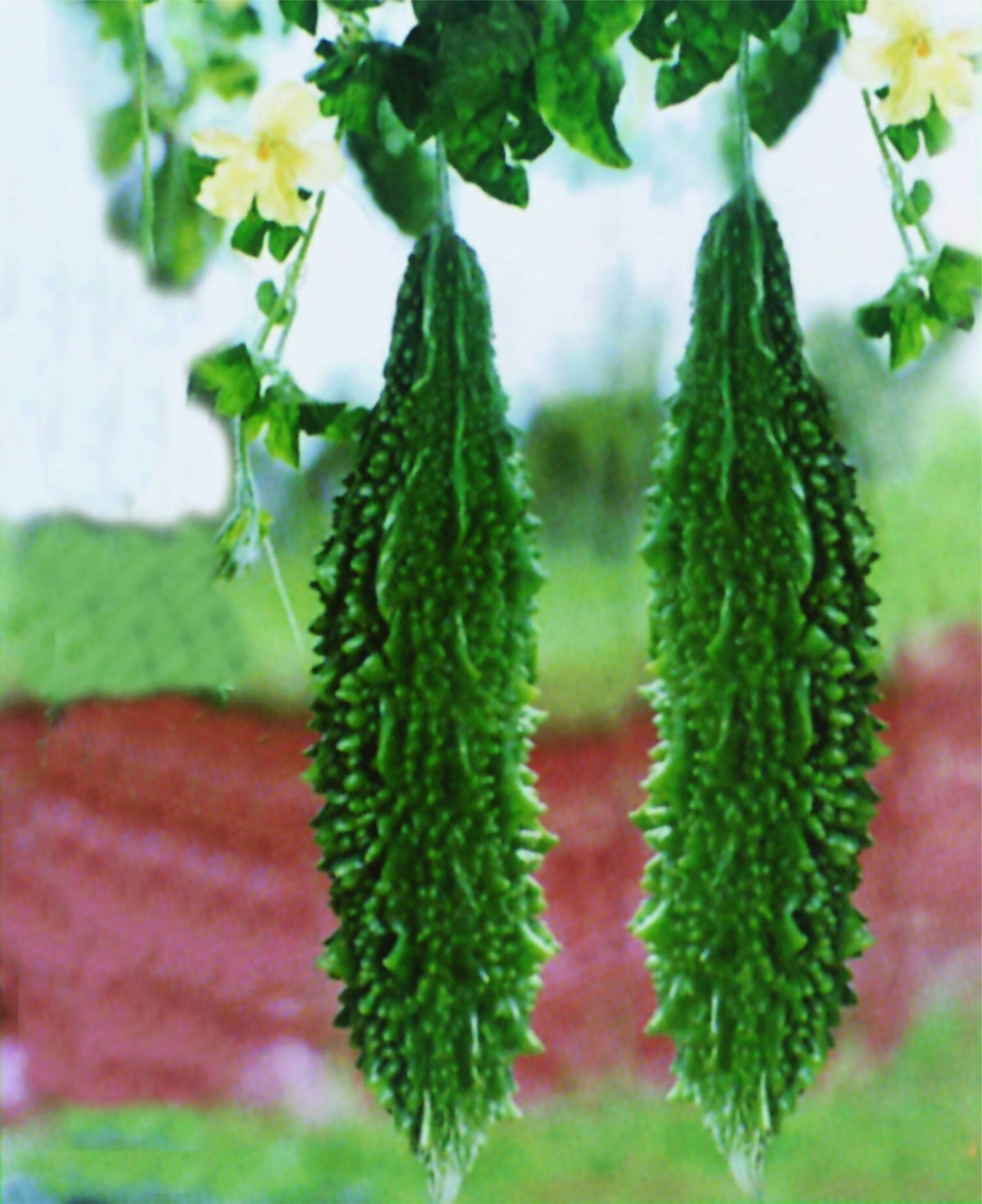 Momordica charantia plant thriving in vertical garden