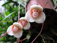 Monkey Orchid Seeds For Planting  Unique Mixed Collection Flower