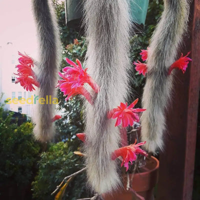 100 Pcs