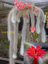 Monkey Tail Cactus Flower Seeds For Planting  Unique Cacti Your Garden