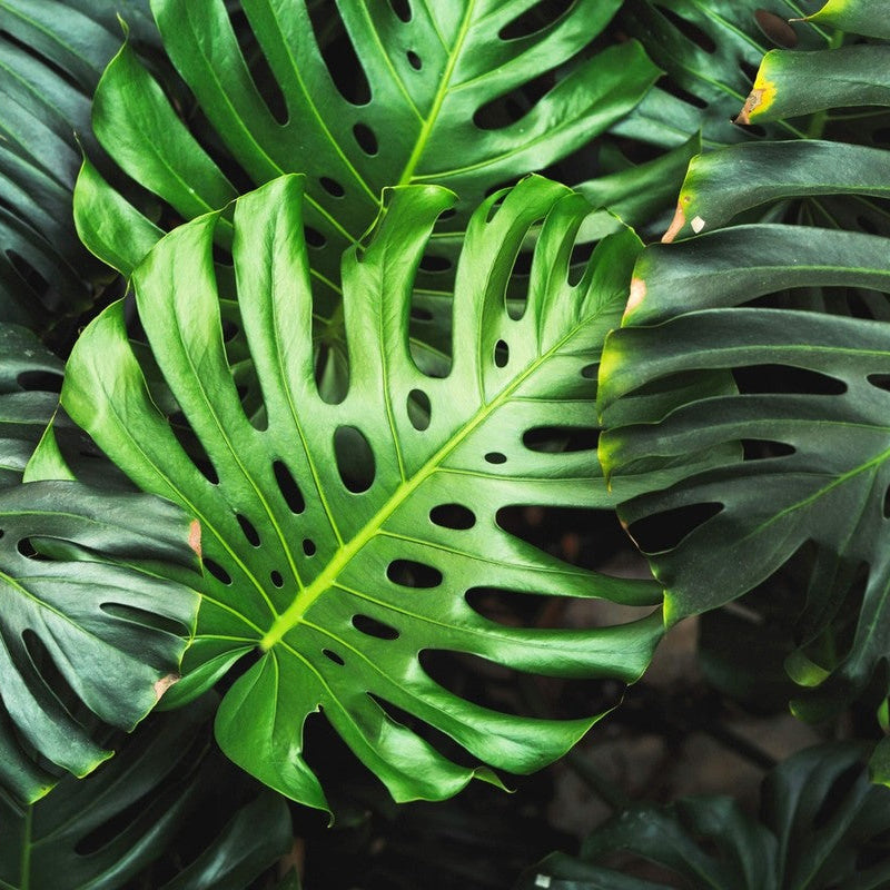 Monstera deliciosa growing in indoor pot near window