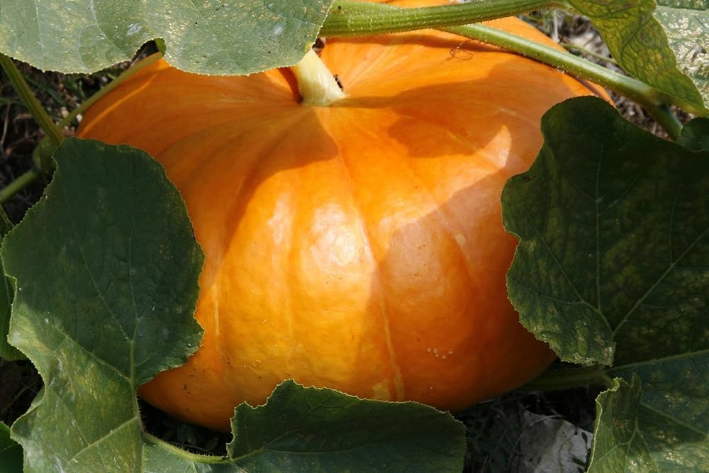 mooregold-pumpkin-vegetable-patch