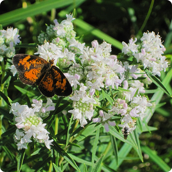 Mountain Mint seeds Pycnanthemum aromatic perennial plant
