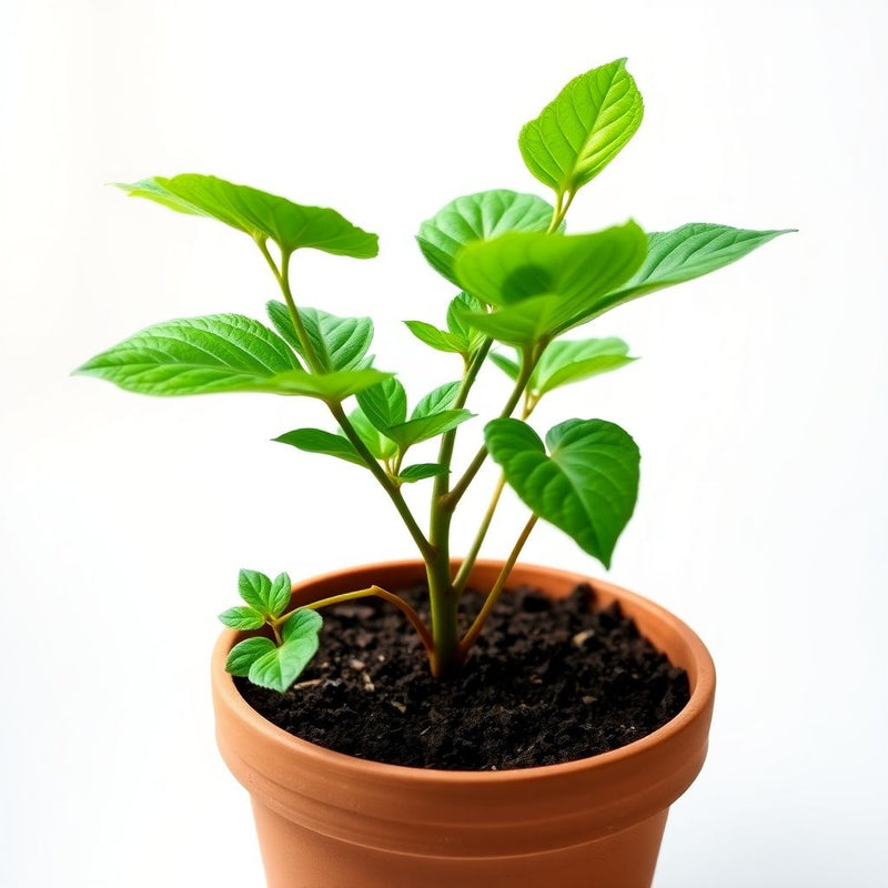 Acalypha Flower seeds for Planting - Hardy Variety, Heirloom & GMO Free Seeds for Home Garden