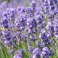 Munstead Lavender Flower Seeds For Planting - Grow Beautiful In Your Garden