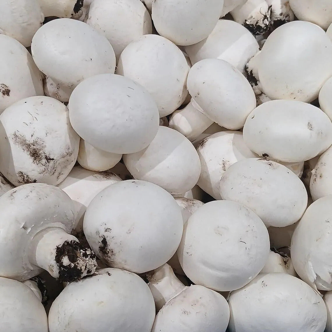 Healthy Agaricus bisporus mushrooms growing in kitchen garden
