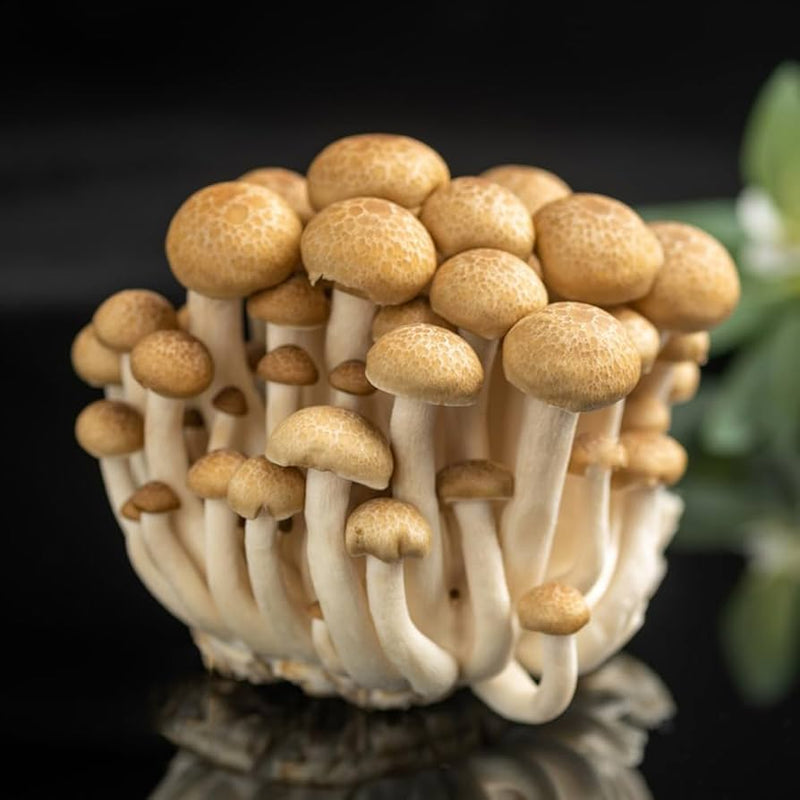 Mushroom seeds or spores for planting in home gardens