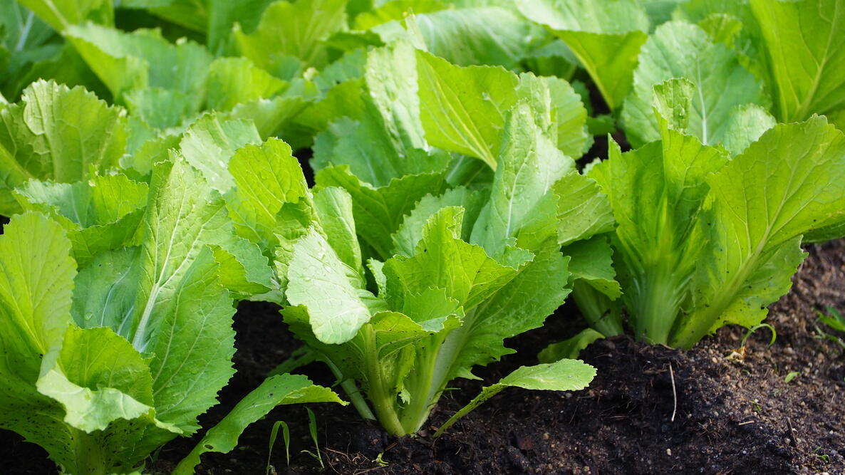 Heirloom Mustard Vegetable Seeds for Planting
