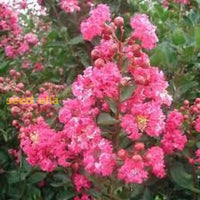 Myrtle Pink Flower Seeds For Planting  Vibrant Blooms Your Garden