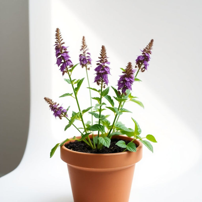Agastache Flower seeds for Planting Compact Growth Heirloom & GMO Free Seeds for Home Garden