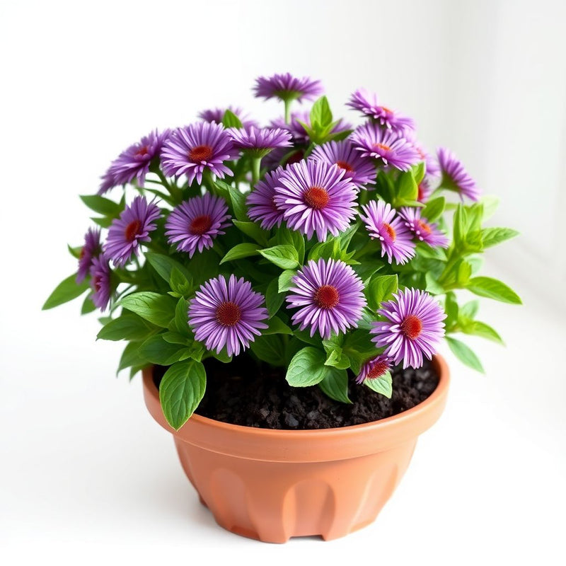 Puderquaste Aster Seeds for Soft, Purple Aster Blooms