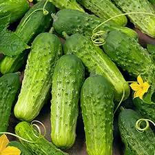 National Pickling Cucumber plants growing in garden
